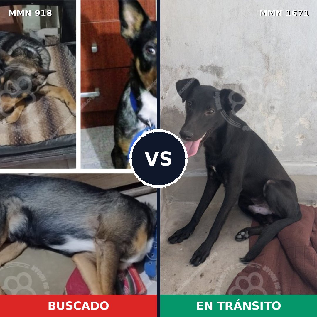 Comparativa MMS 35921: mascota perdida y mascota encontrada, 53% de similitud