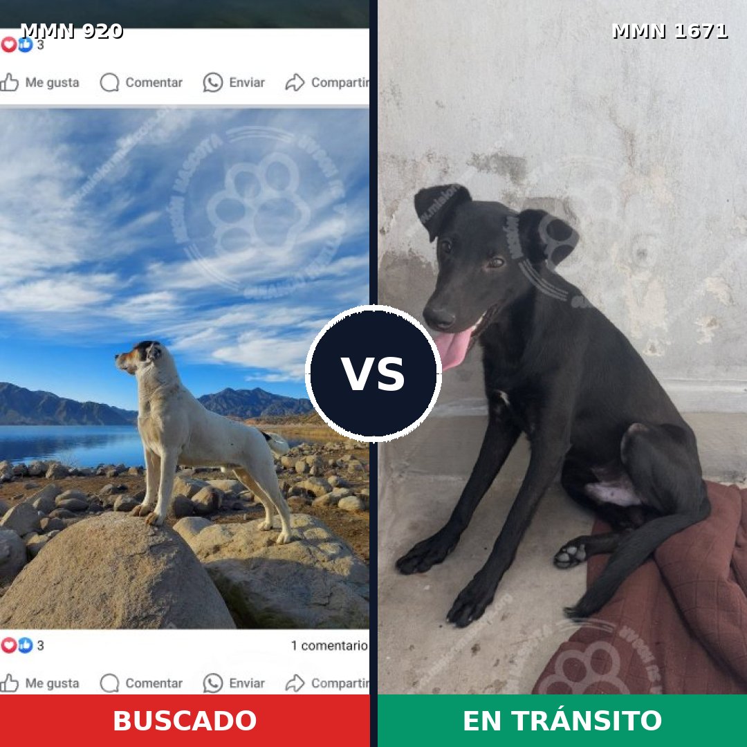 Comparativa MMS 35923: mascota perdida y mascota encontrada, 28% de similitud