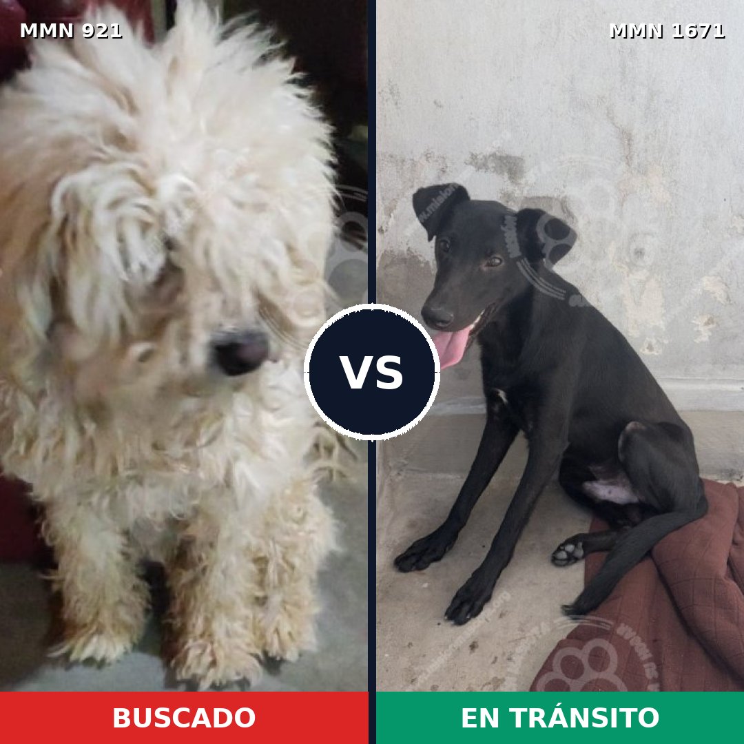 Comparativa MMS 35924: mascota perdida y mascota encontrada, 34% de similitud