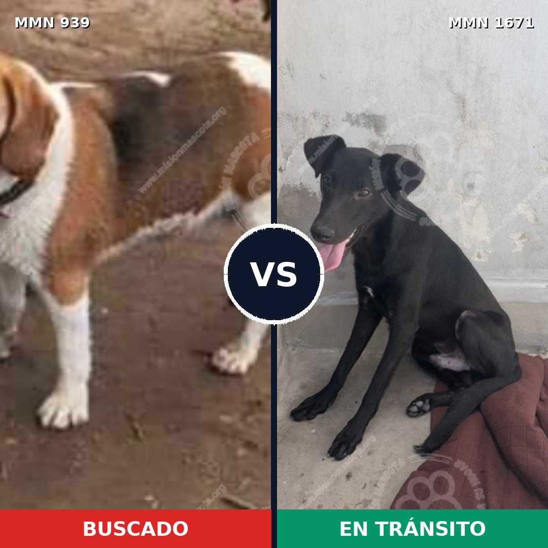 Comparativa MMS 35925: mascota perdida y mascota encontrada, 46% de similitud