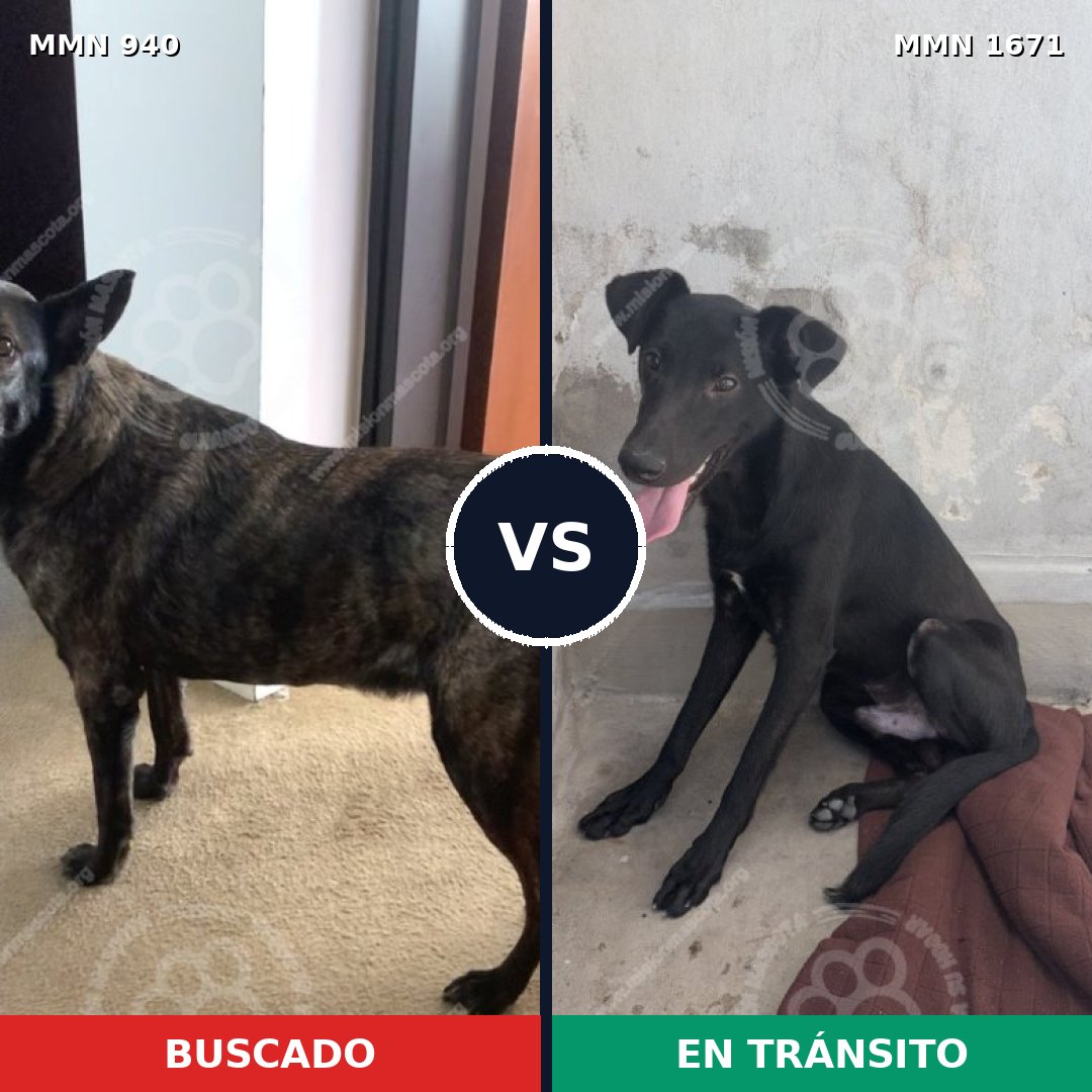 Comparativa MMS 35926: mascota perdida y mascota encontrada, 57% de similitud