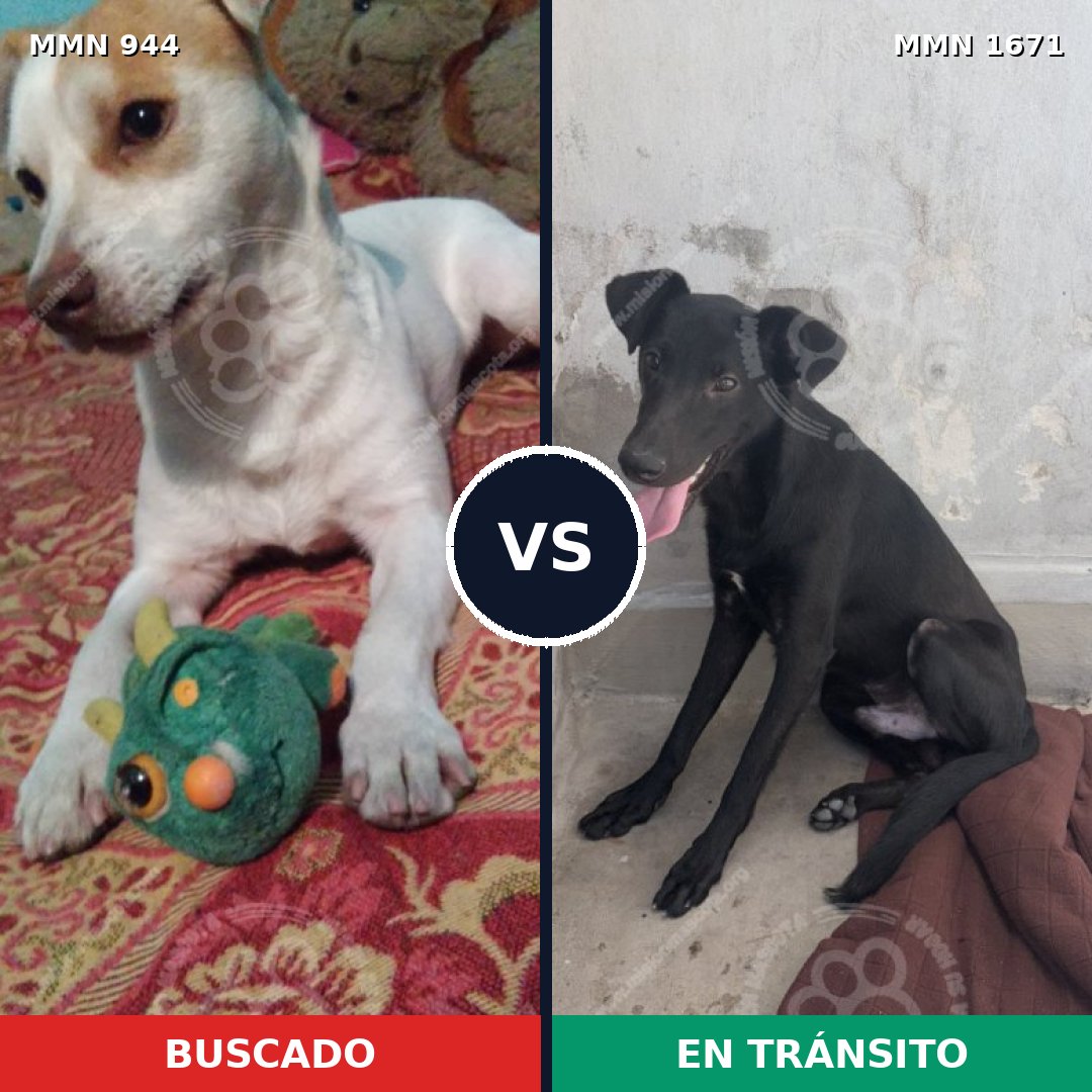 Comparativa MMS 35928: mascota perdida y mascota encontrada, 67% de similitud