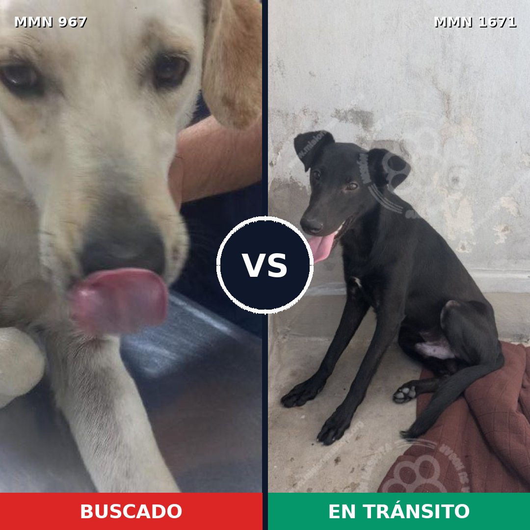 Comparativa MMS 35929: mascota perdida y mascota encontrada, 67% de similitud