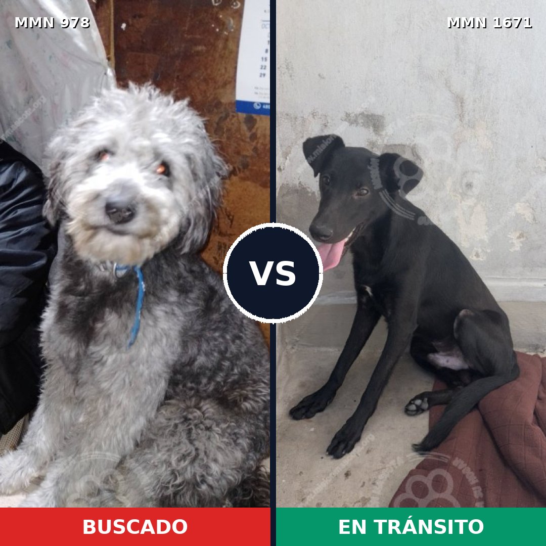 Comparativa MMS 35930: mascota perdida y mascota encontrada, 55% de similitud