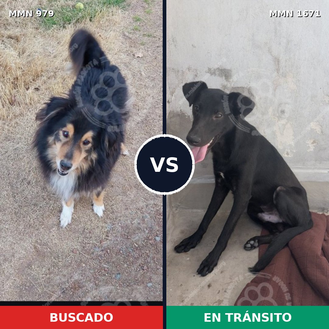 Comparativa MMS 35931: mascota perdida y mascota encontrada, 46% de similitud