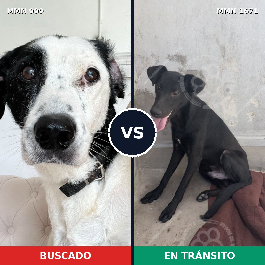 Comparativa MMS 35934: mascota perdida y mascota encontrada, 59% de similitud