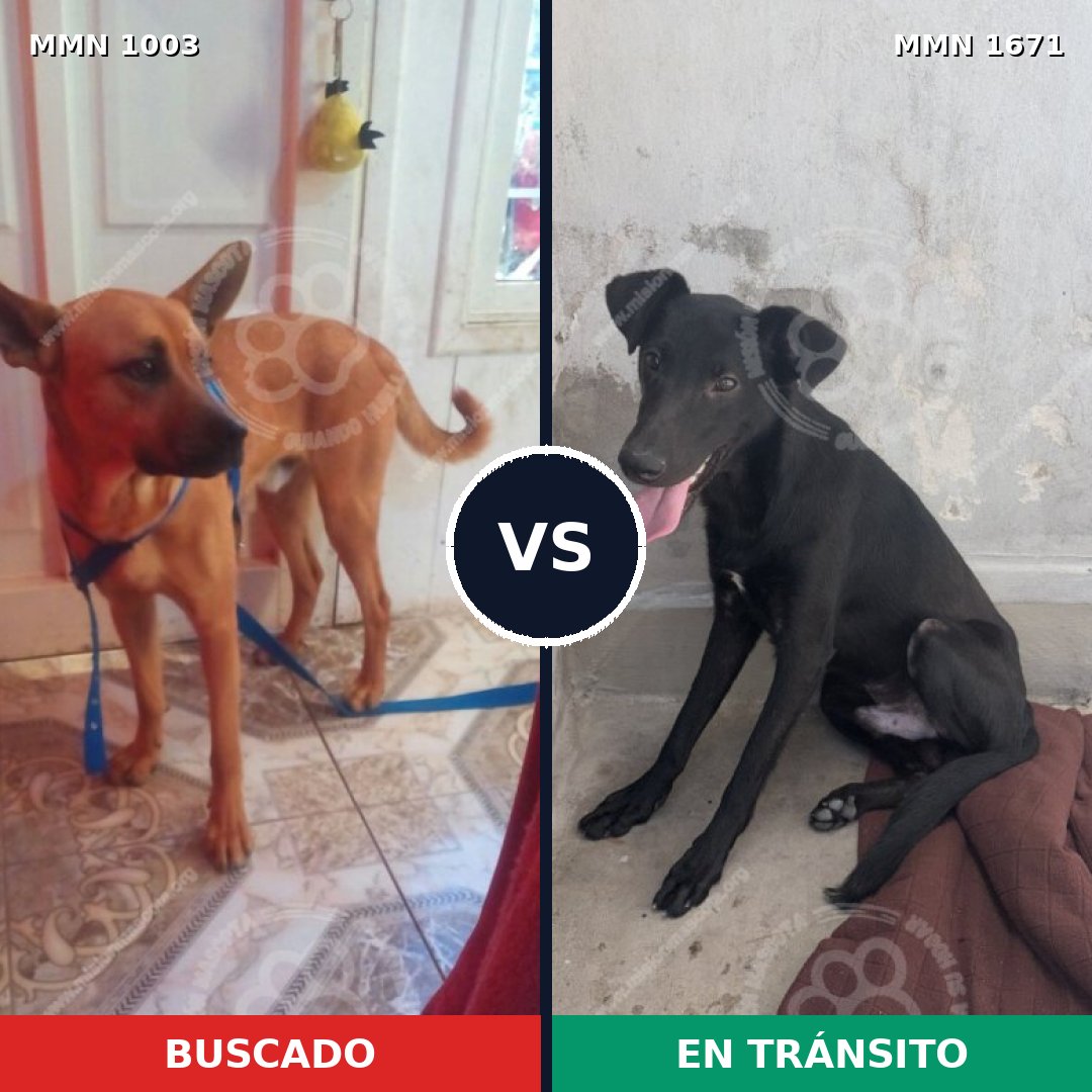 Comparativa MMS 35935: mascota perdida y mascota encontrada, 40% de similitud