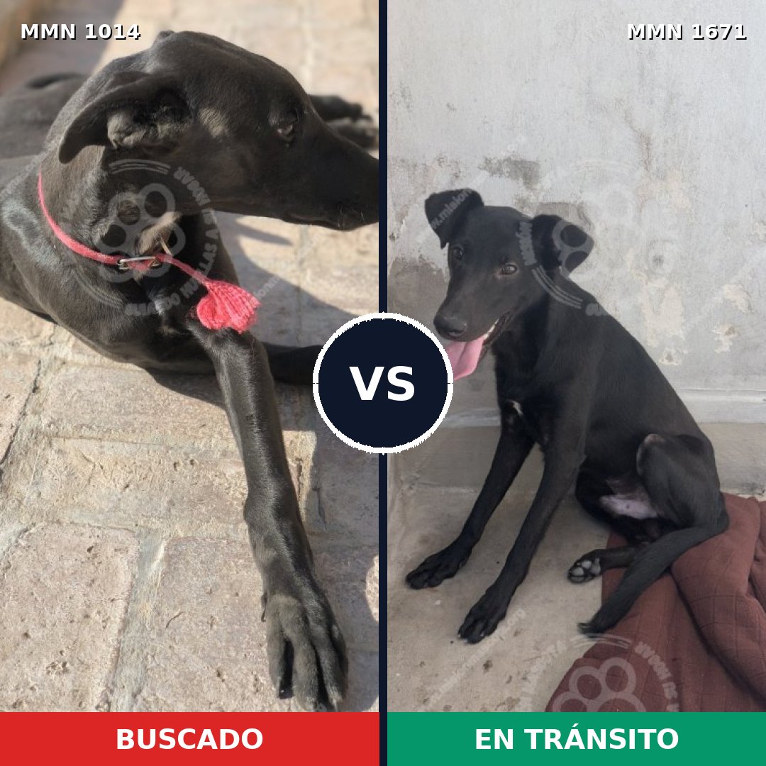 Comparativa MMS 35938: mascota perdida y mascota encontrada, 46% de similitud