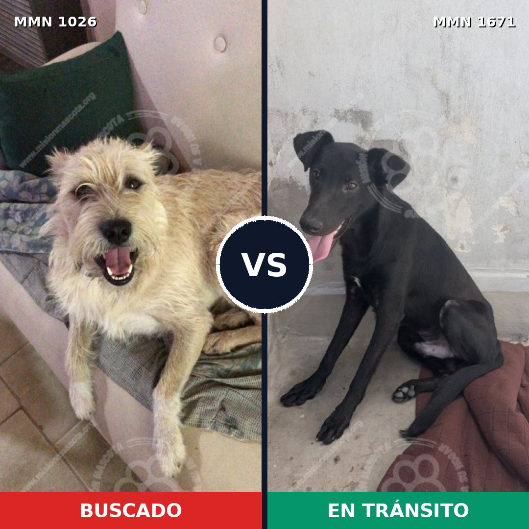 Comparativa MMS 35939: mascota perdida y mascota encontrada, 60% de similitud