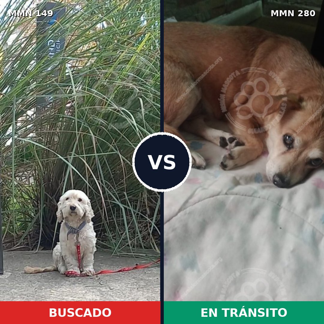 Comparativa MMS 3594: mascota perdida y mascota encontrada, 27% de similitud