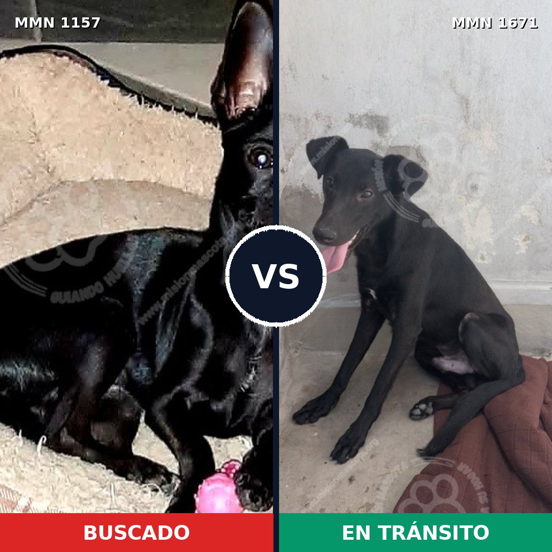 Comparativa MMS 35940: mascota perdida y mascota encontrada, 46% de similitud