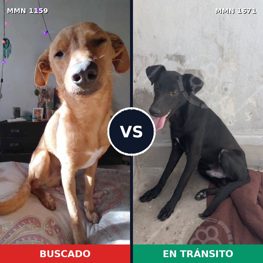 Comparativa MMS 35941: mascota perdida y mascota encontrada, 68% de similitud