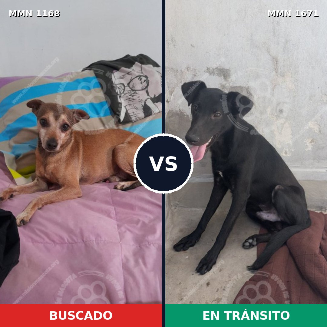 Comparativa MMS 35942: mascota perdida y mascota encontrada, 40% de similitud