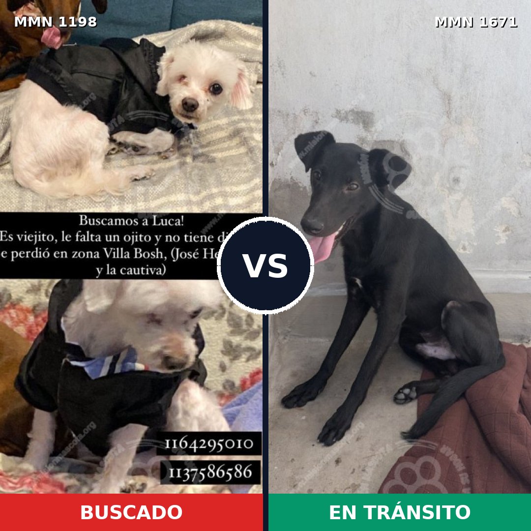 Comparativa MMS 35943: mascota perdida y mascota encontrada, 45% de similitud