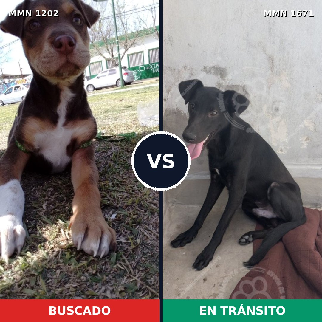Comparativa MMS 35944: mascota perdida y mascota encontrada, 45% de similitud