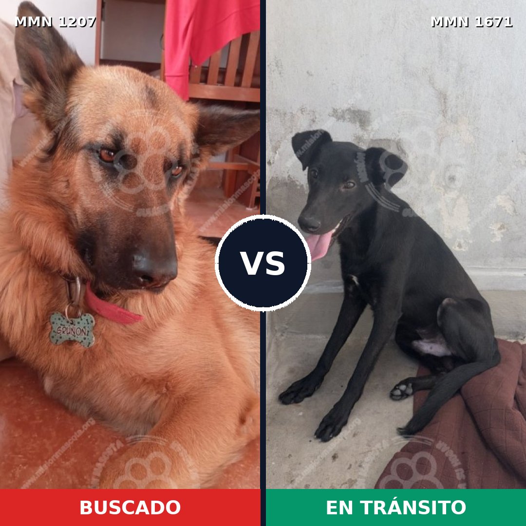 Comparativa MMS 35945: mascota perdida y mascota encontrada, 36% de similitud
