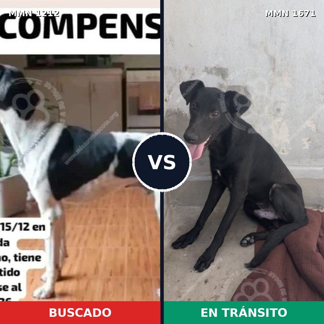 Comparativa MMS 35947: mascota perdida y mascota encontrada, 45% de similitud