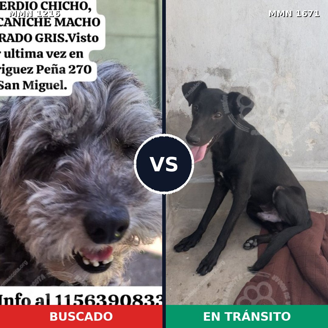 Comparativa MMS 35948: mascota perdida y mascota encontrada, 51% de similitud