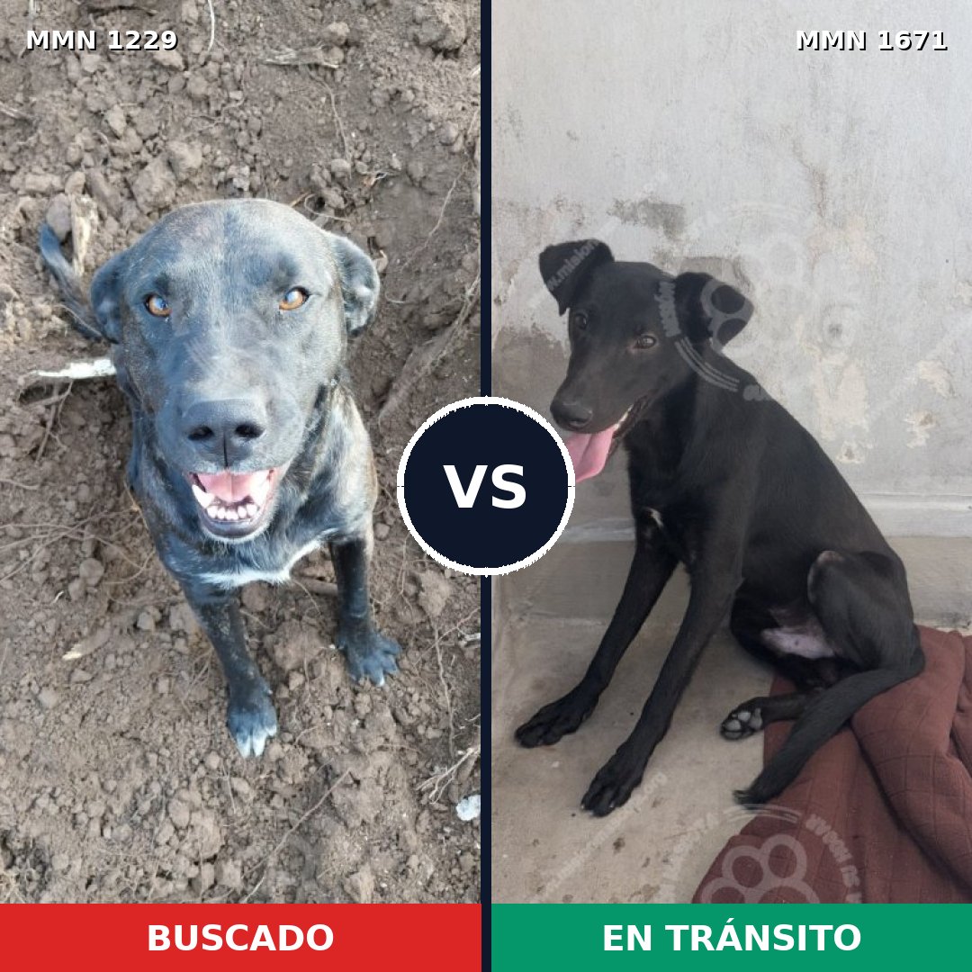 Comparativa MMS 35949: mascota perdida y mascota encontrada, 44% de similitud