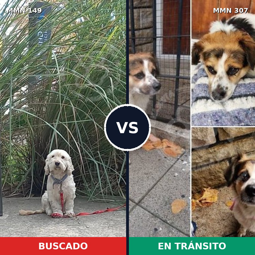 Comparativa MMS 3595: mascota perdida y mascota encontrada, 63% de similitud
