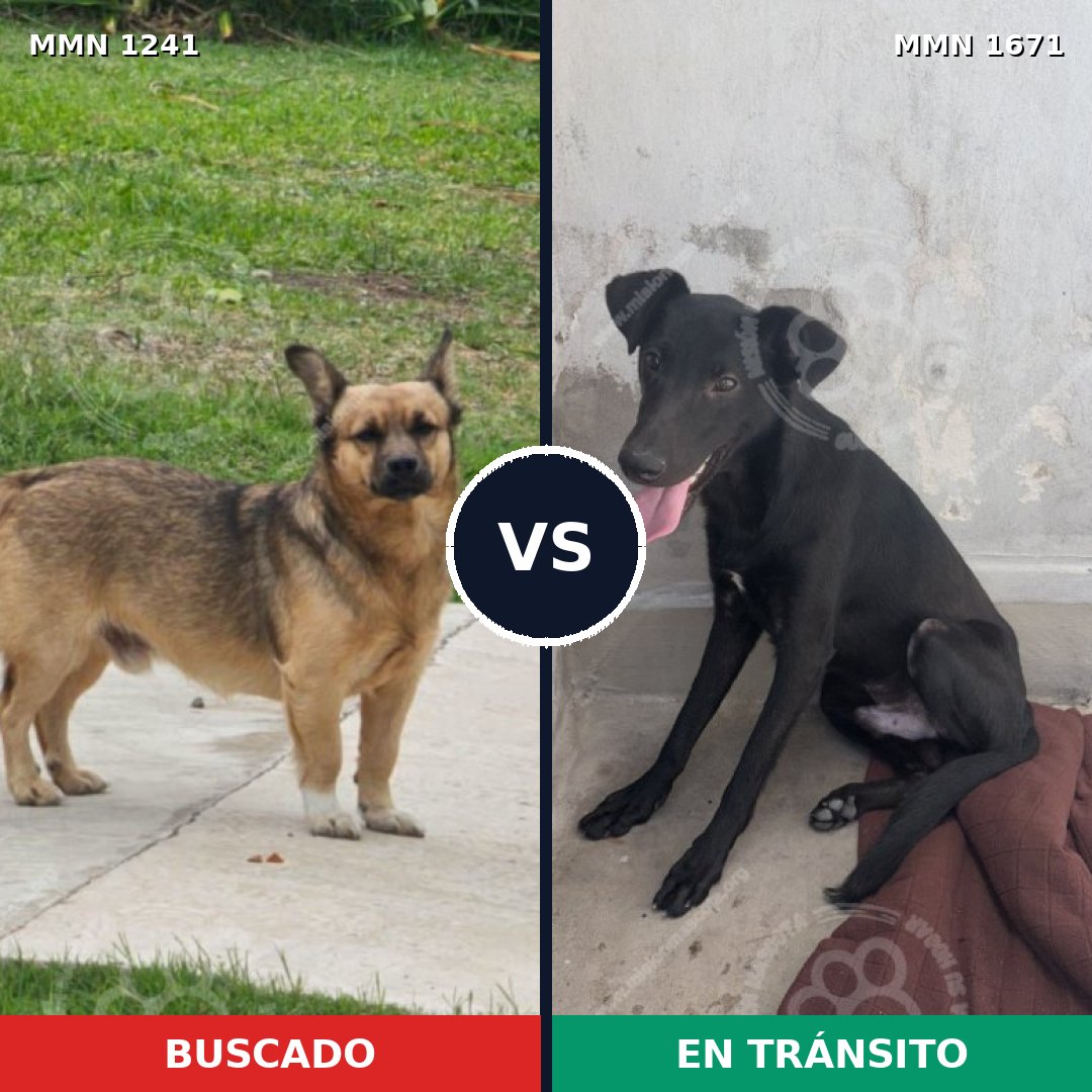 Comparativa MMS 35950: mascota perdida y mascota encontrada, 69% de similitud