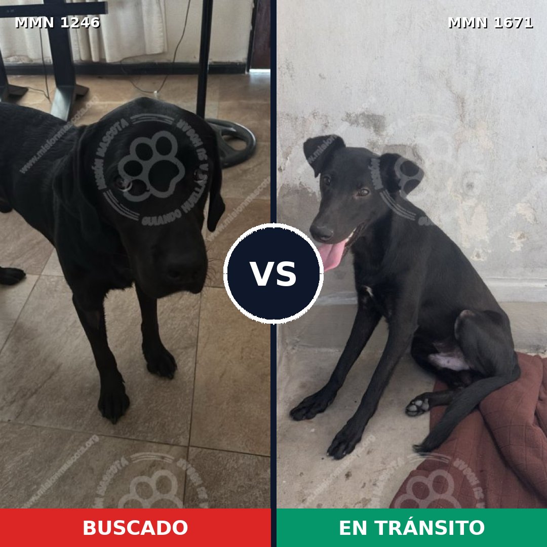 Comparativa MMS 35951: mascota perdida y mascota encontrada, 56% de similitud