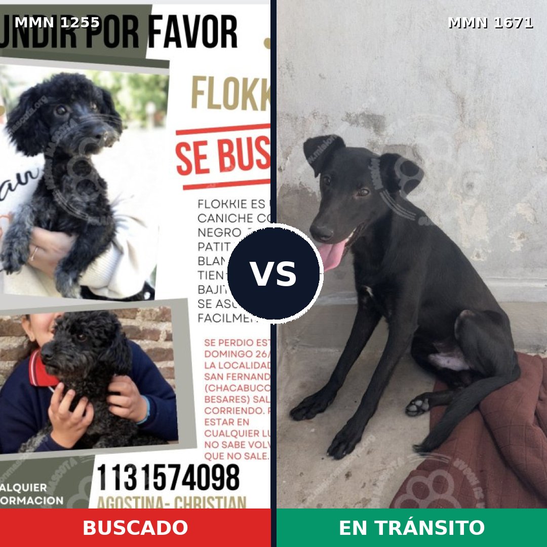 Comparativa MMS 35953: mascota perdida y mascota encontrada, 48% de similitud