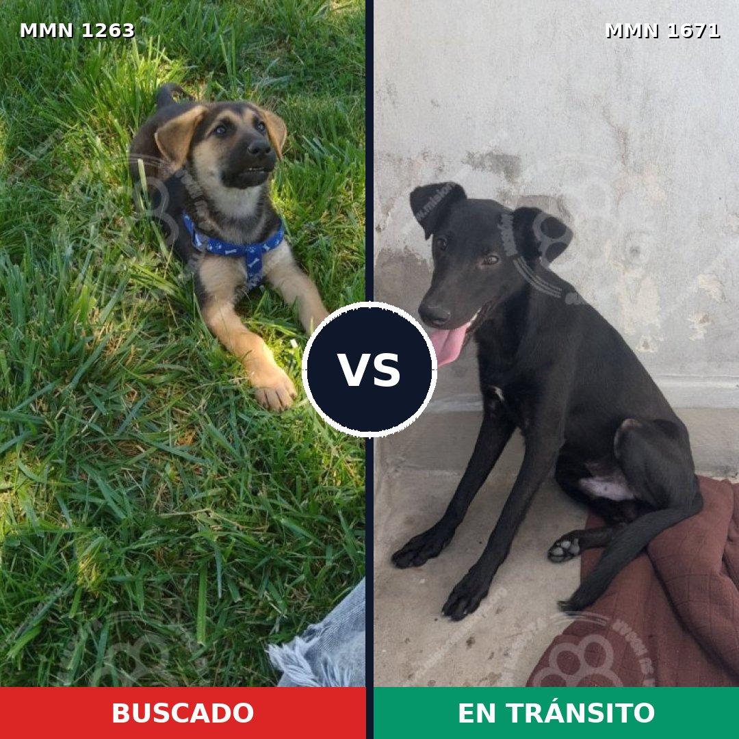 Comparativa MMS 35955: mascota perdida y mascota encontrada, 33% de similitud