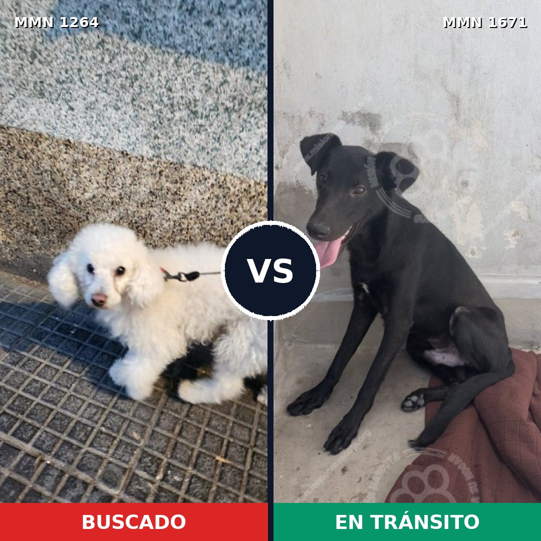 Comparativa MMS 35956: mascota perdida y mascota encontrada, 45% de similitud
