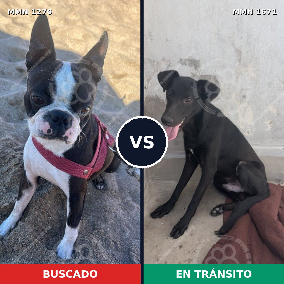 Comparativa MMS 35957: mascota perdida y mascota encontrada, 50% de similitud