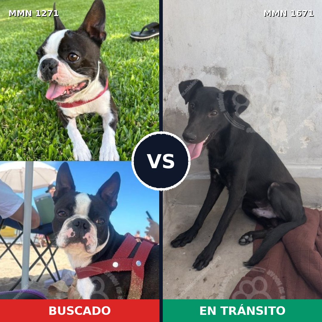 Comparativa MMS 35958: mascota perdida y mascota encontrada, 50% de similitud