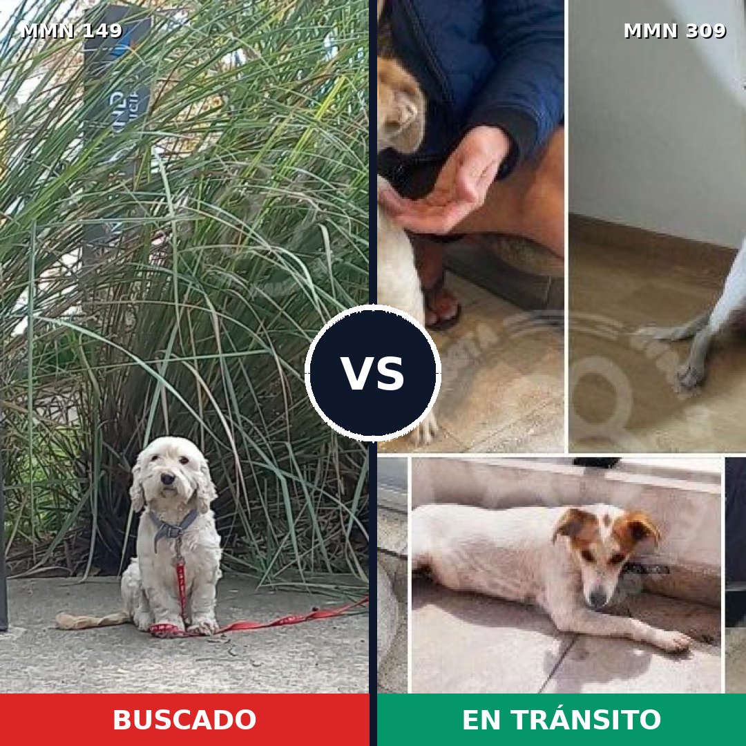 Comparativa MMS 3596: mascota perdida y mascota encontrada, 67% de similitud