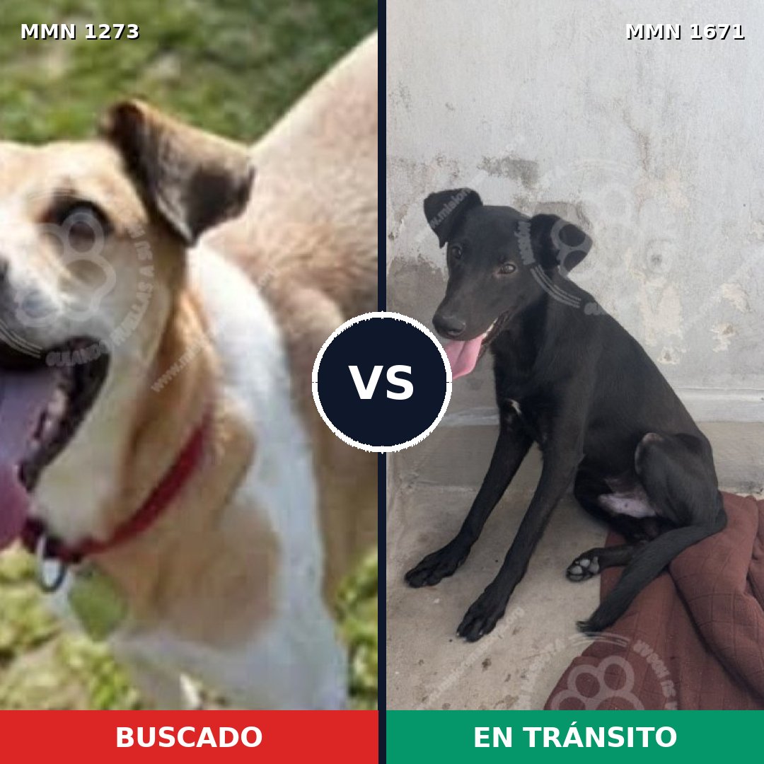 Comparativa MMS 35960: mascota perdida y mascota encontrada, 69% de similitud