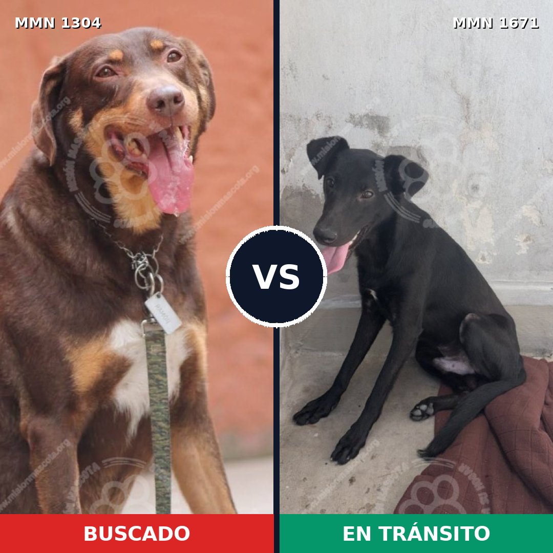 Comparativa MMS 35966: mascota perdida y mascota encontrada, 69% de similitud