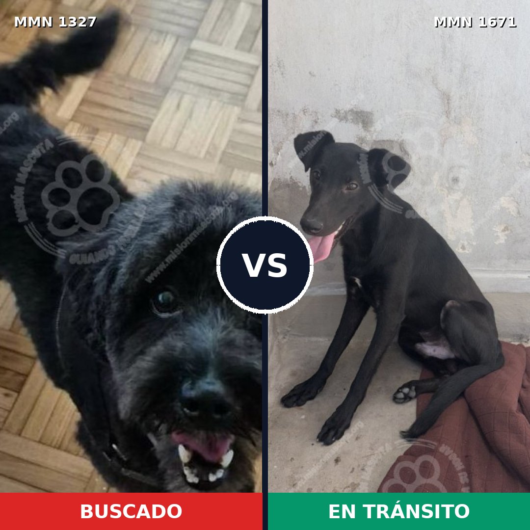 Comparativa MMS 35968: mascota perdida y mascota encontrada, 80% de similitud