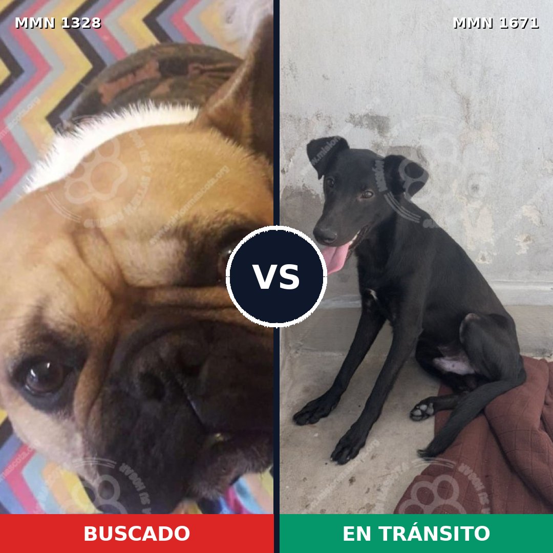 Comparativa MMS 35969: mascota perdida y mascota encontrada, 44% de similitud