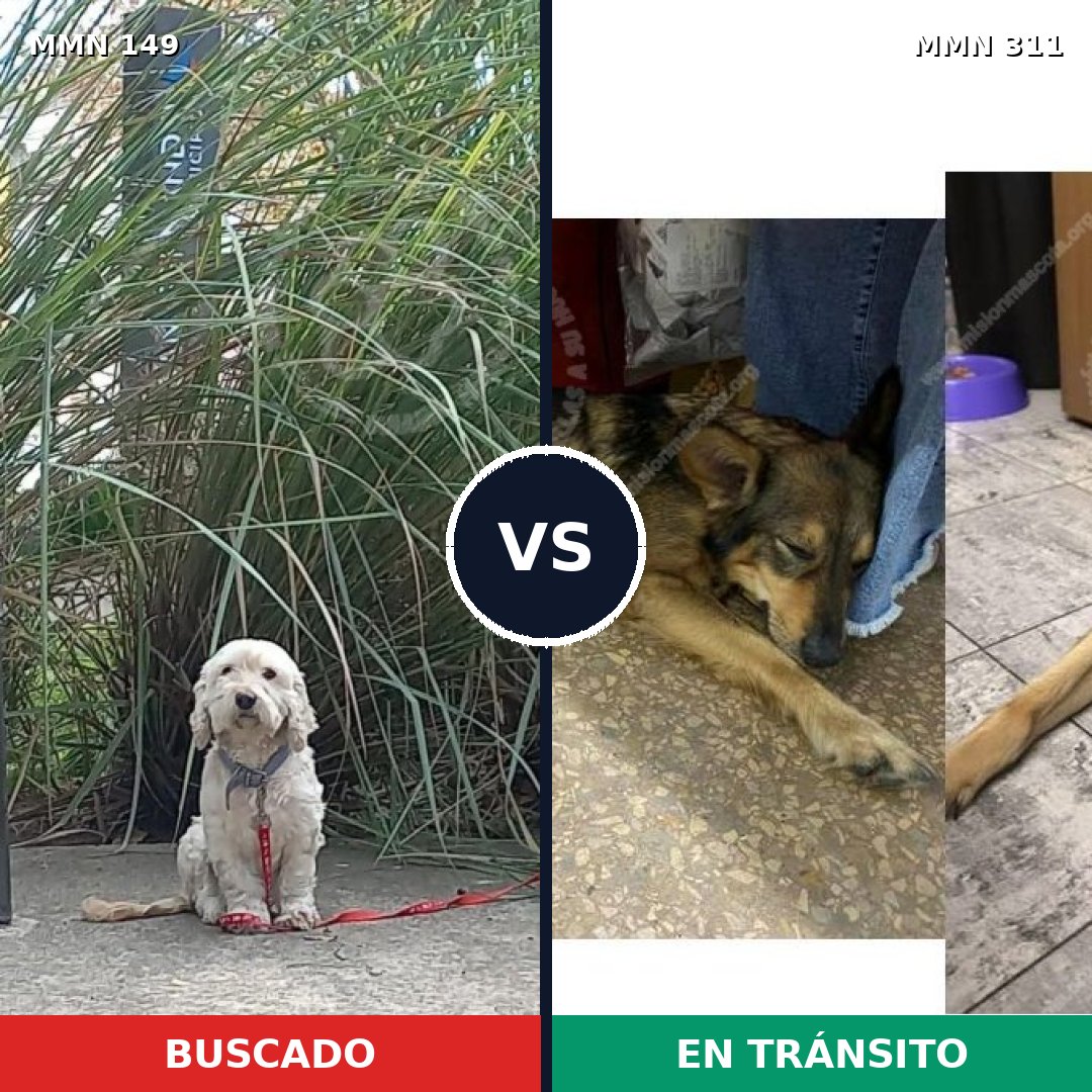 Comparativa MMS 3597: mascota perdida y mascota encontrada, 53% de similitud