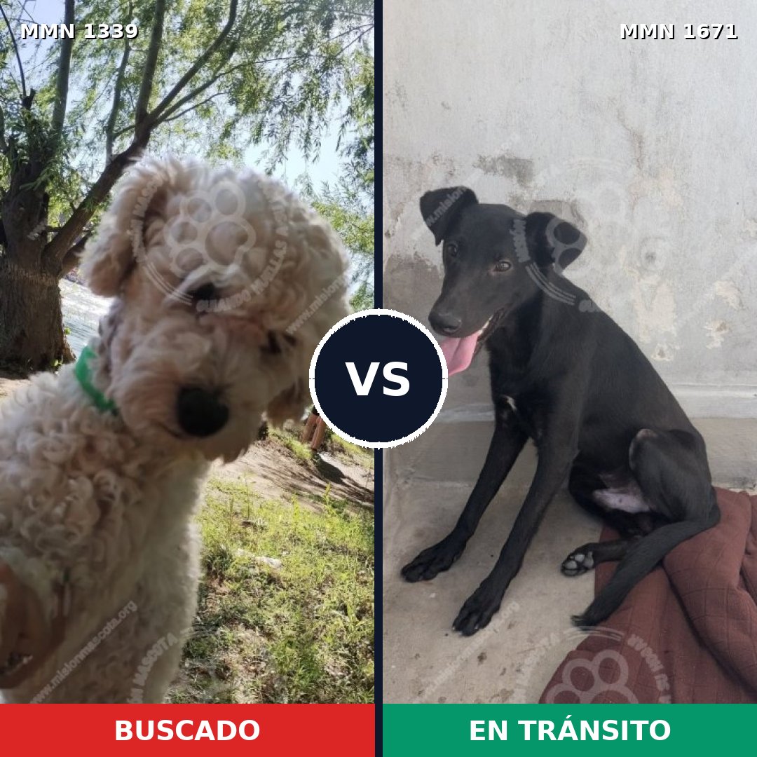 Comparativa MMS 35971: mascota perdida y mascota encontrada, 40% de similitud