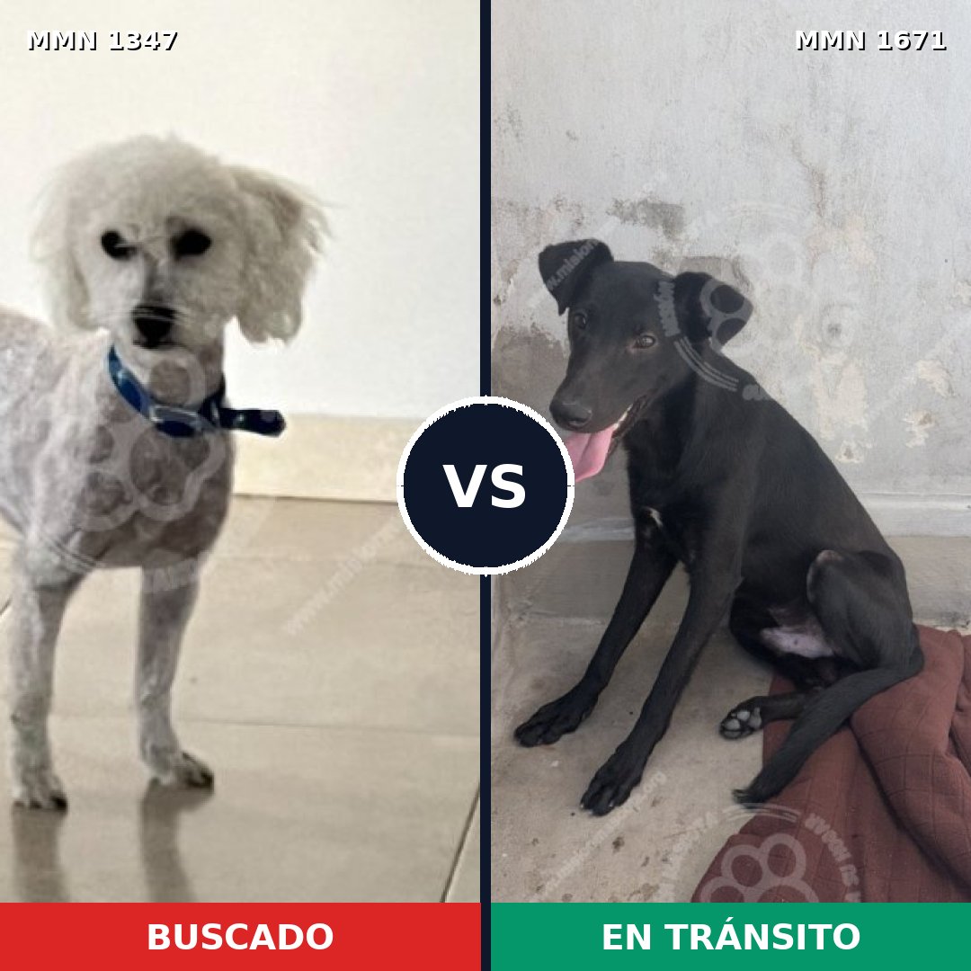 Comparativa MMS 35972: mascota perdida y mascota encontrada, 41% de similitud