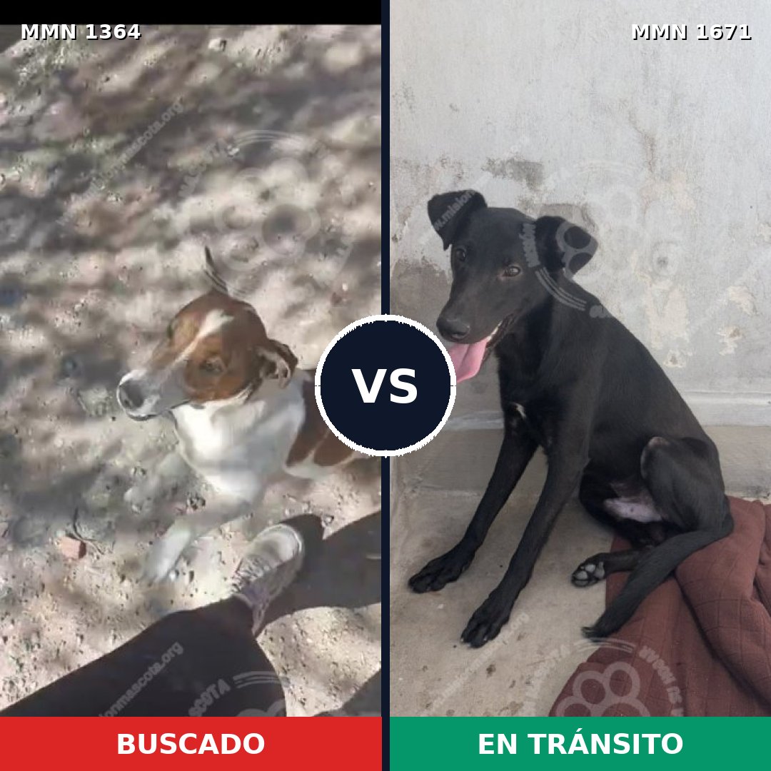 Comparativa MMS 35974: mascota perdida y mascota encontrada, 37% de similitud