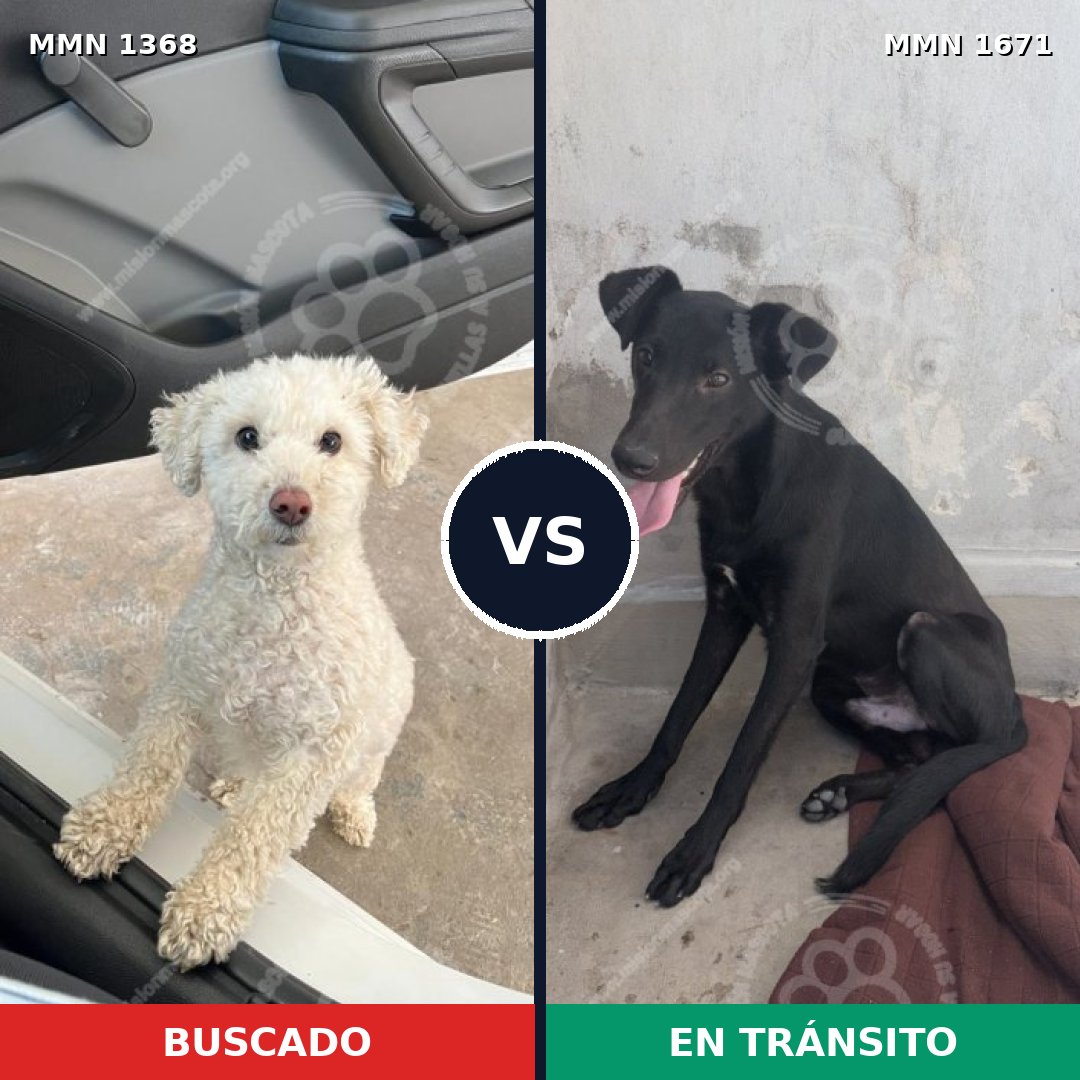 Comparativa MMS 35975: mascota perdida y mascota encontrada, 41% de similitud