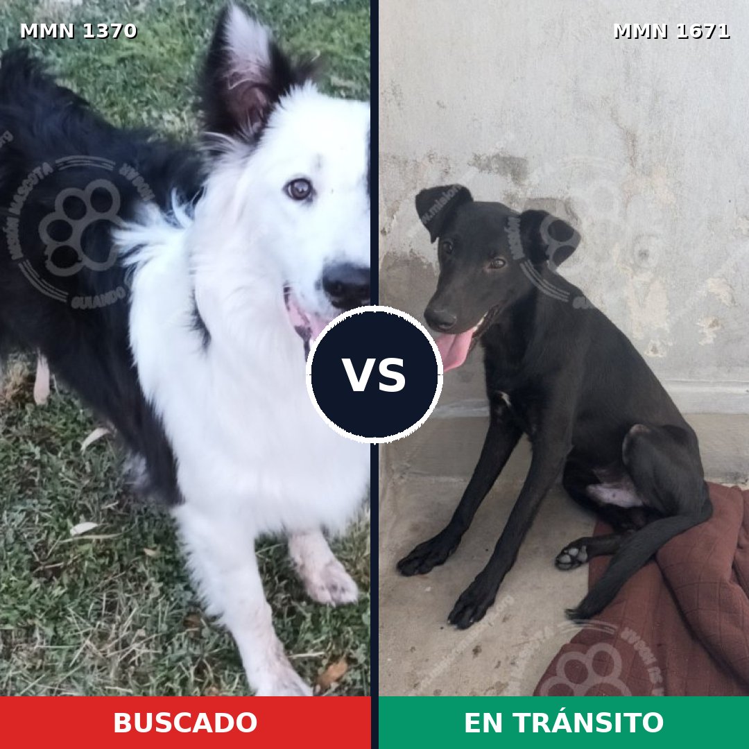 Comparativa MMS 35976: mascota perdida y mascota encontrada, 45% de similitud