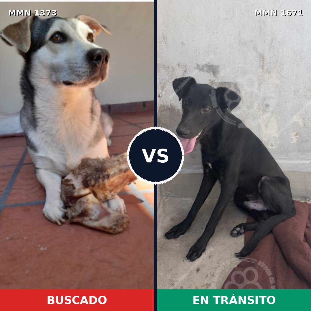 Comparativa MMS 35977: mascota perdida y mascota encontrada, 68% de similitud
