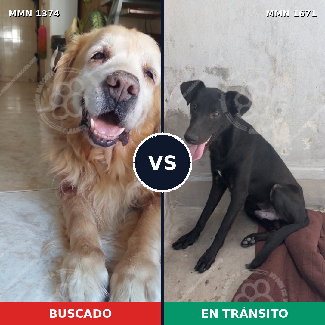Comparativa MMS 35978: mascota perdida y mascota encontrada, 41% de similitud
