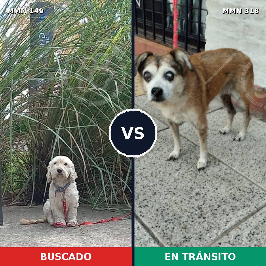 Comparativa MMS 3598: mascota perdida y mascota encontrada, 22% de similitud