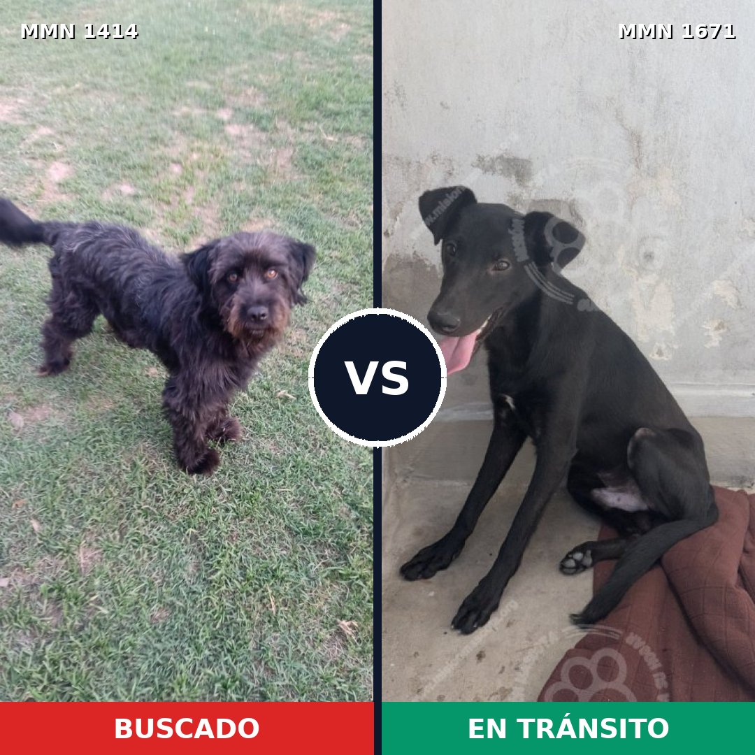 Comparativa MMS 35984: mascota perdida y mascota encontrada, 53% de similitud