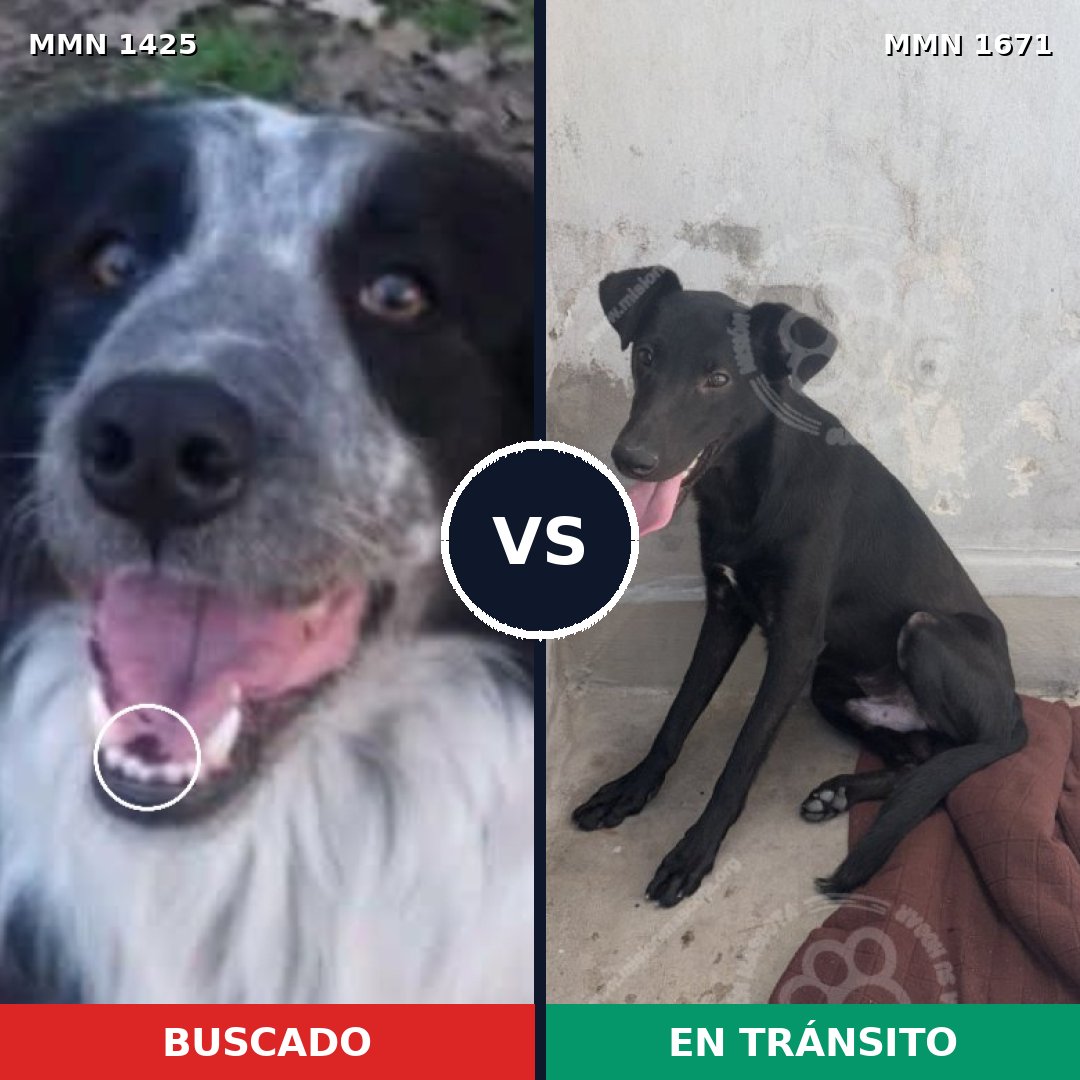 Comparativa MMS 35986: mascota perdida y mascota encontrada, 53% de similitud