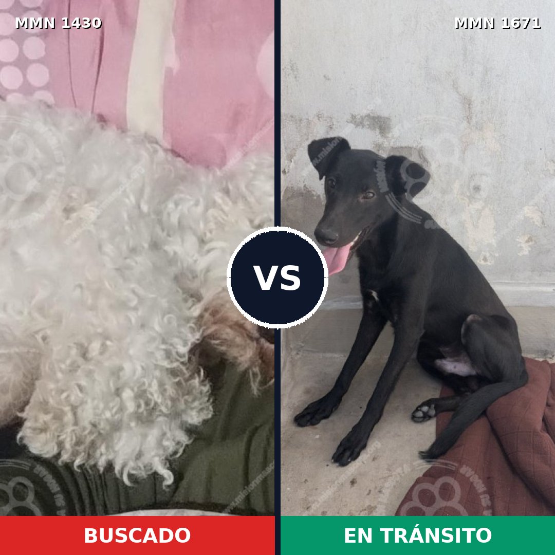 Comparativa MMS 35987: mascota perdida y mascota encontrada, 42% de similitud