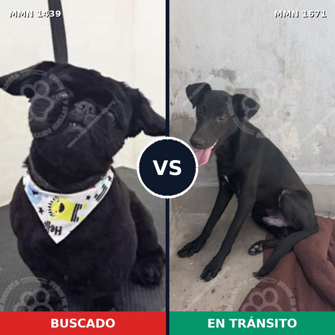 Comparativa MMS 35989: mascota perdida y mascota encontrada, 41% de similitud