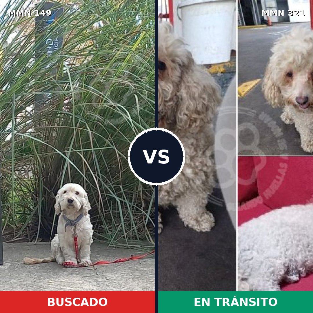 Comparativa MMS 3599: mascota perdida y mascota encontrada, 30% de similitud